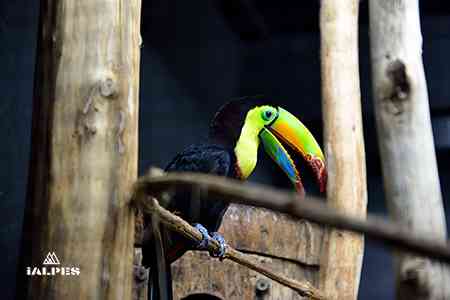 Iguazu parc des oiseaux