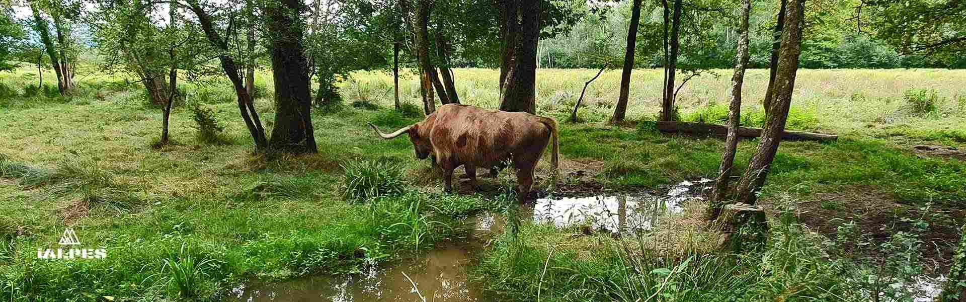 Marais de Lavous, bovins Highland Cattle
