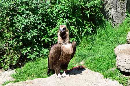 Parc des Oiseaux, vautour moine